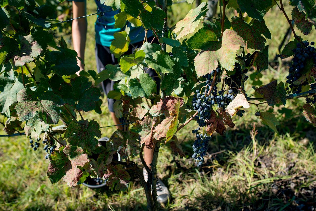 Chateau Dio Ambrolauri Eksteriør billede